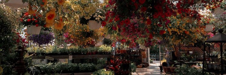 🥀𝔞𝔯𝔠𝔱𝔦𝔠𝔲𝔰 banner