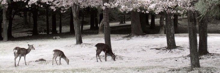 Rossepark's profile banner image
