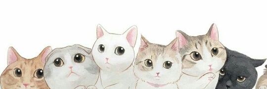 ciciyahya's profile banner image