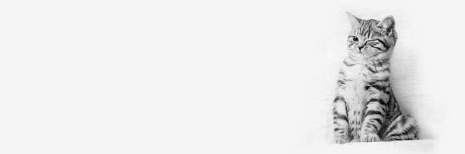 andrade_si's profile banner image