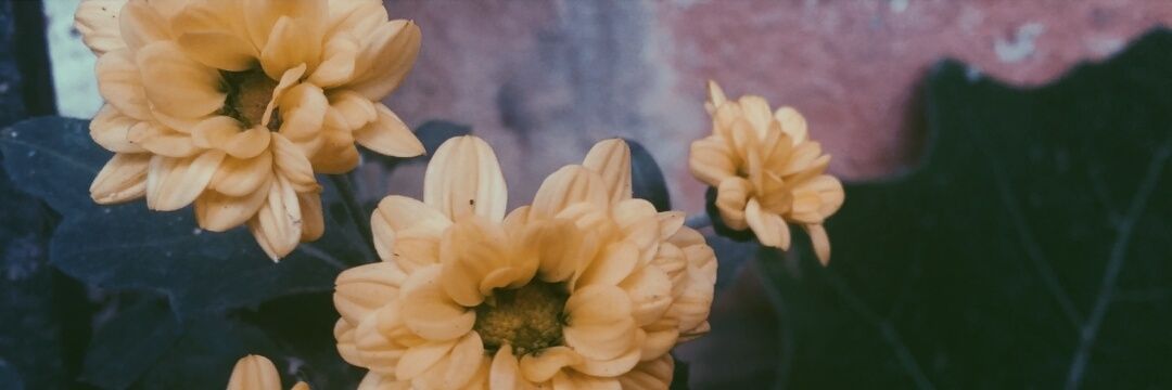 karlyRamosMuoz's profile banner image