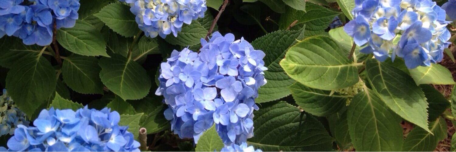 𝗕𝗲𝘃𝗲𝗿𝗹𝘆 𝗟𝗮𝗱𝗱 banner