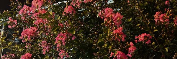 peancakes Profile Banner