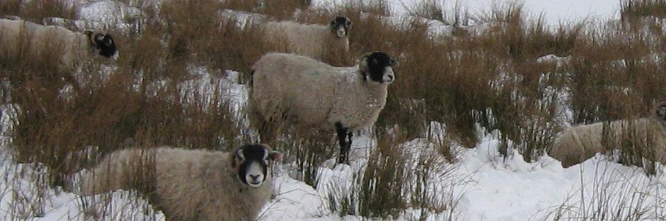 High Blean B&B banner