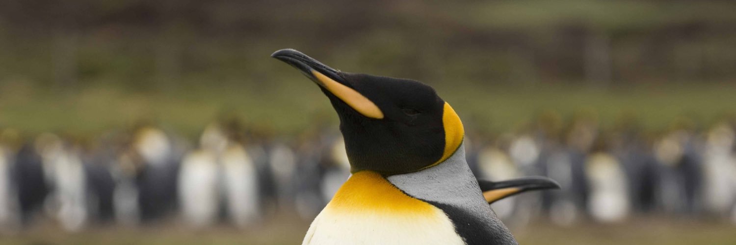 kingpenguins's profile banner image