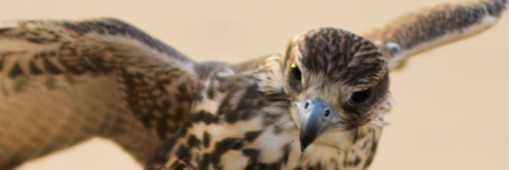 وطاي الحتايف banner