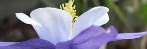 Shabilicious_S banner