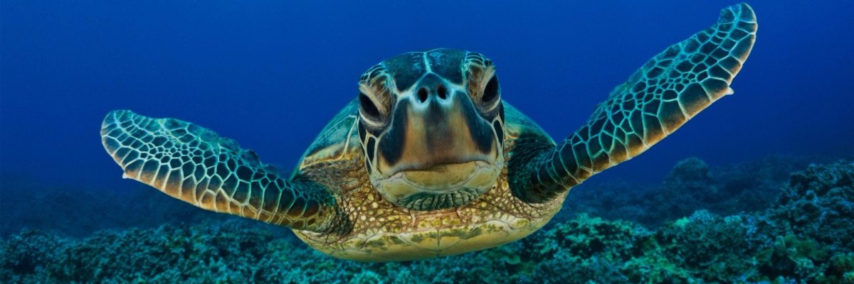 tortugadelspace's profile banner image