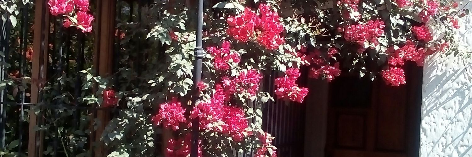 Fanny Pollarolo banner