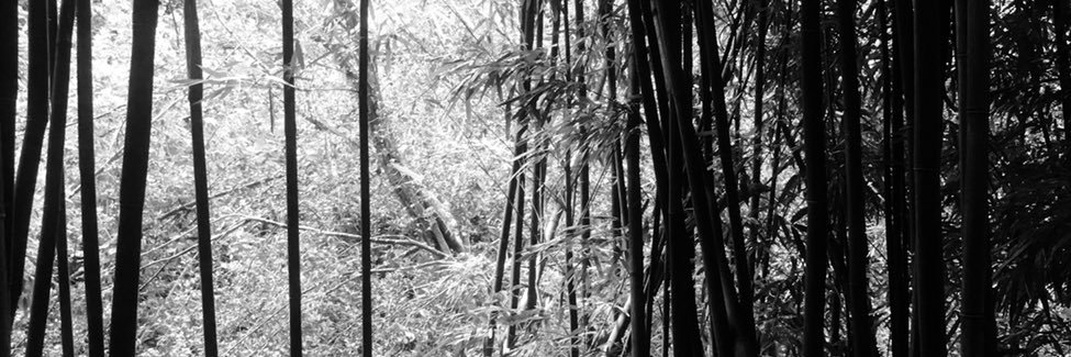 cks808's profile banner image