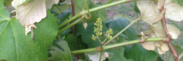 hcoxlcps Profile Banner