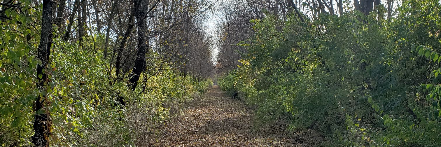 forestwalker146's profile banner image