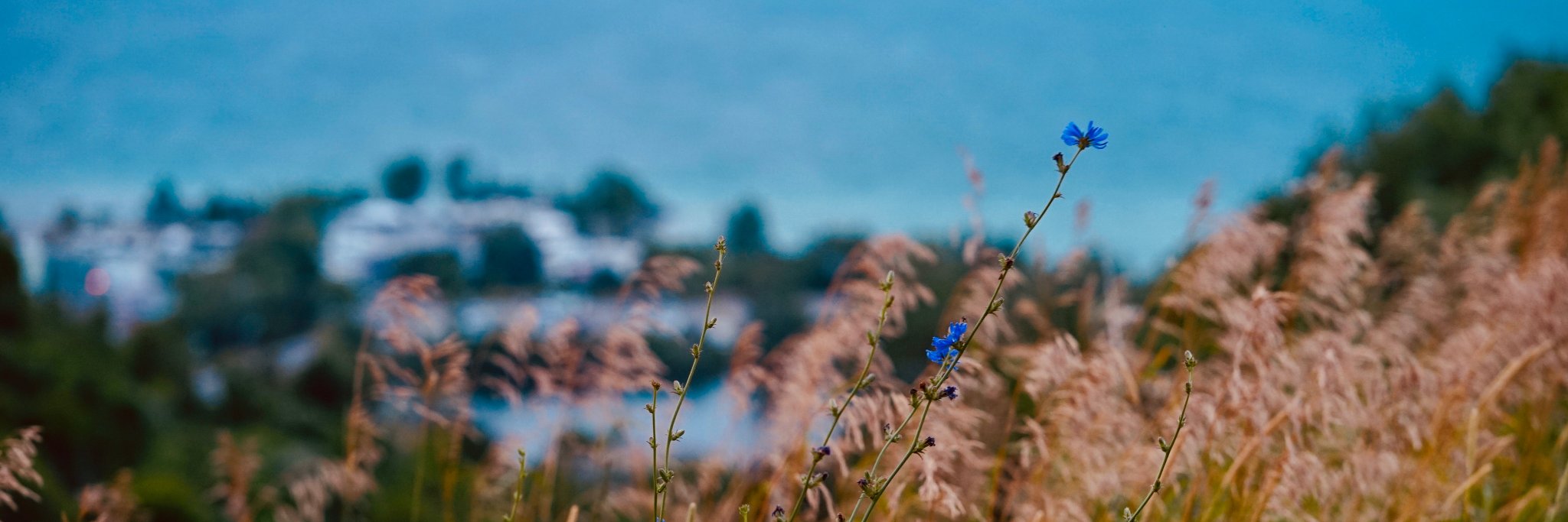 hvasaru's profile banner image