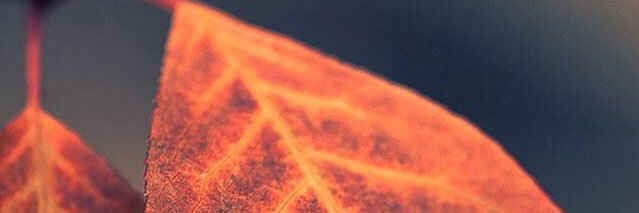 rocidpaz1's profile banner image