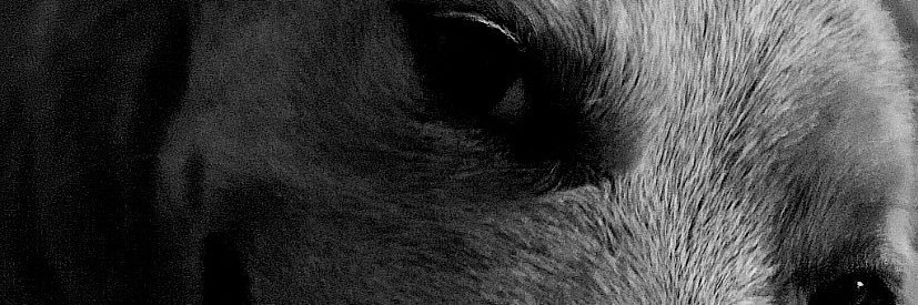 GabrielSCrespo's profile banner image