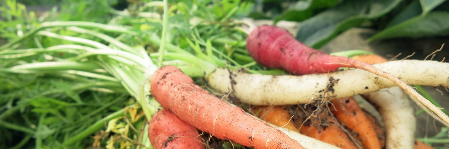 inspiredroots's profile banner image