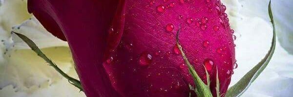 zahidraqel's profile banner image