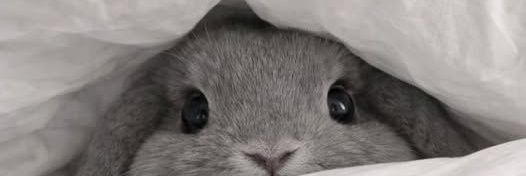 Jane 𐔌՞. .՞𐦯ּ ֶָ֢. banner