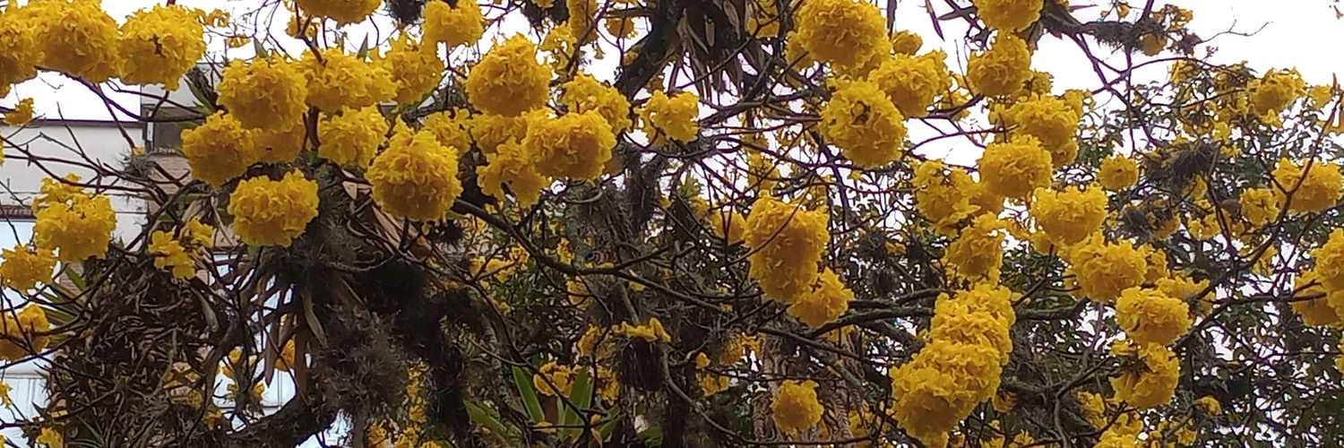 trixiflower's profile banner image
