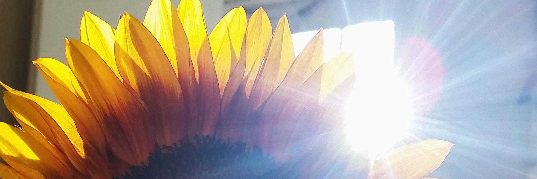 daily haley banner