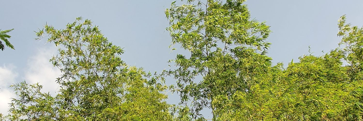 bobdocto's profile banner image
