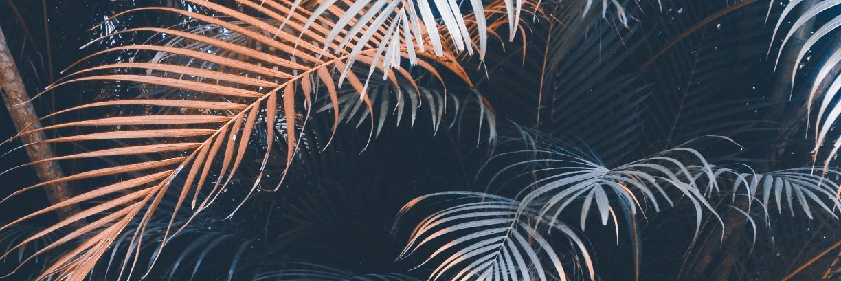 Julia Darze banner