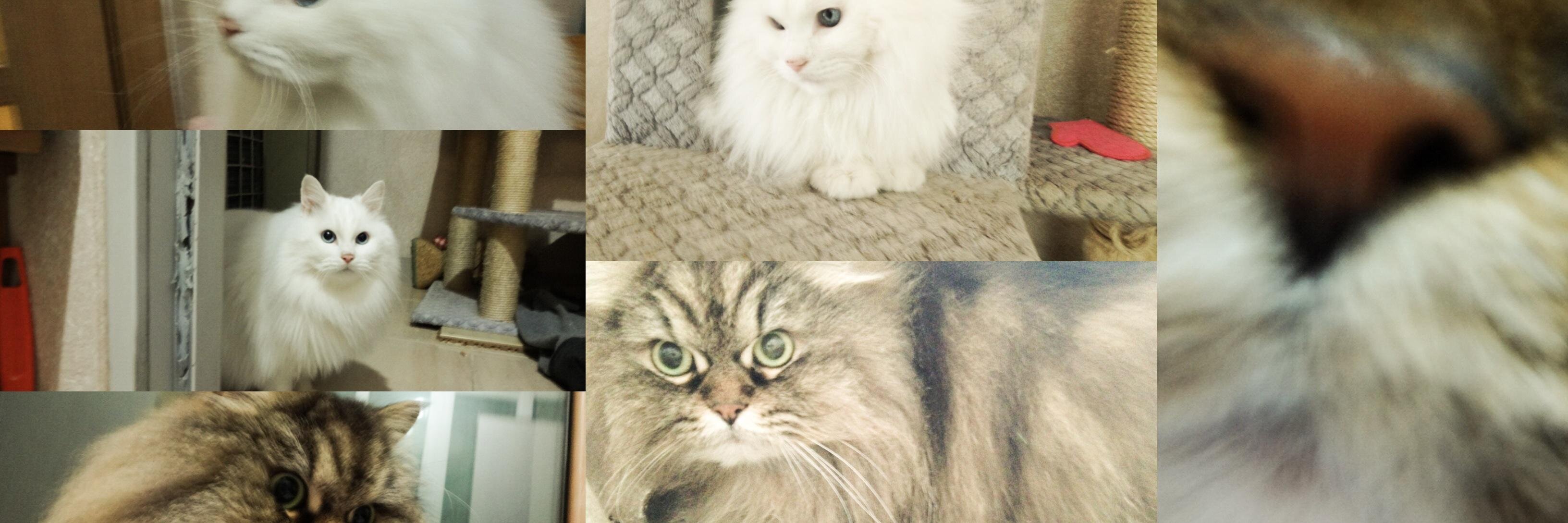 Maybe Cat (@MaybeCats) / Posts / X