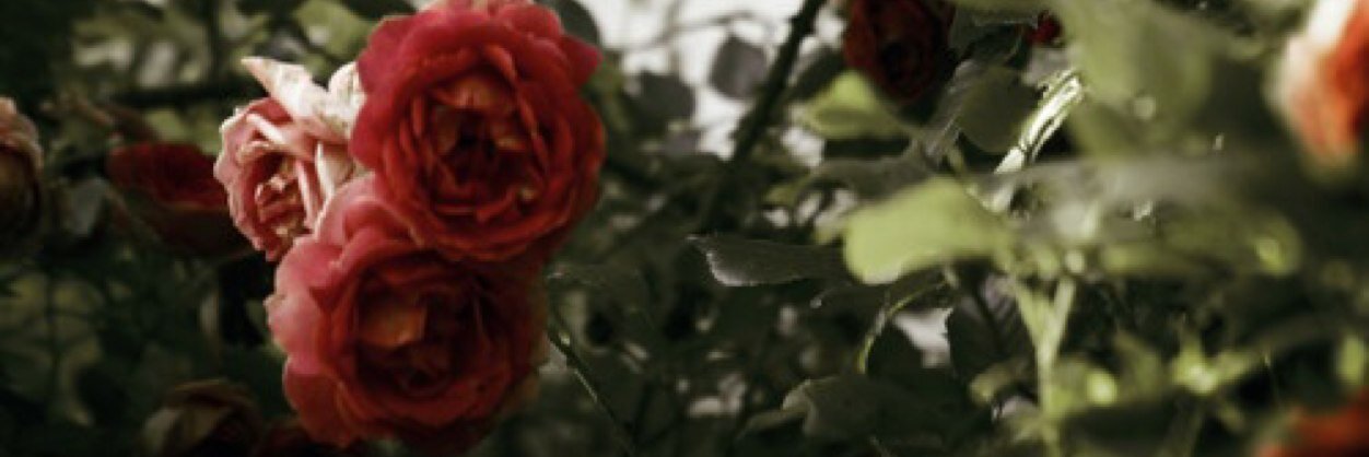 RoadDreamers's profile banner image