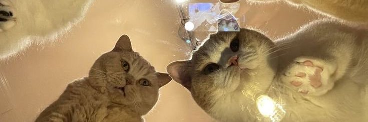 Ecagraselia's profile banner image
