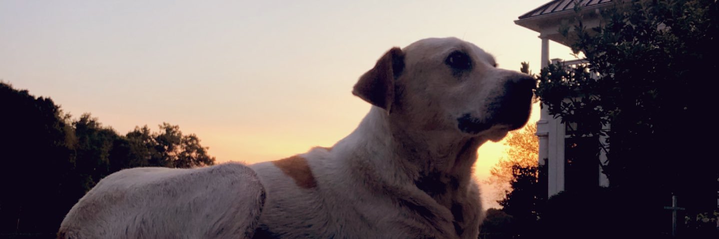 young_lilli's profile banner image