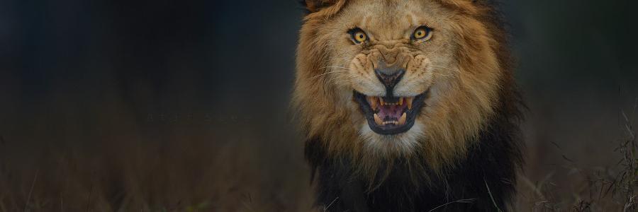 Llangz's profile banner image