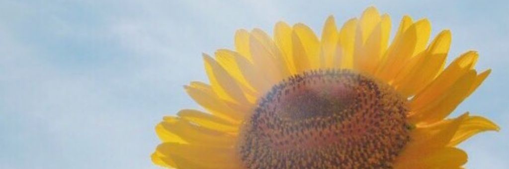niconicoremon's profile banner image