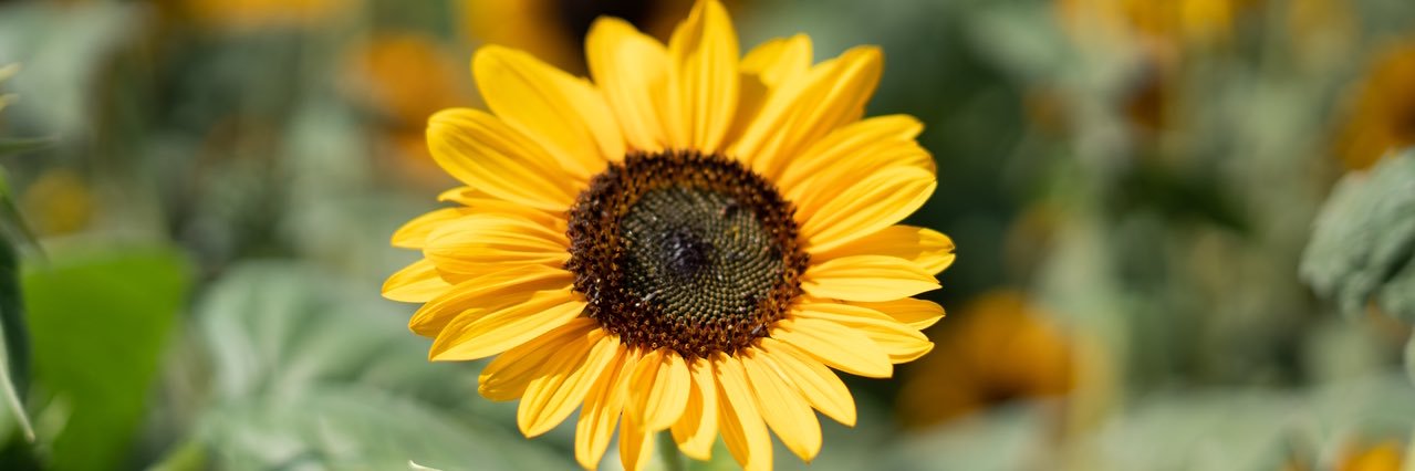 therapywithashg's profile banner image