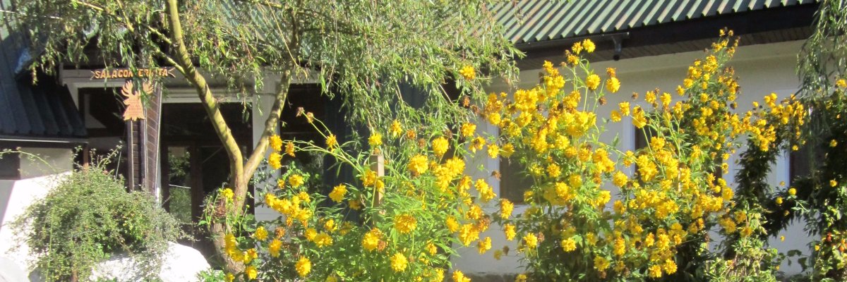 Rhoda Okobea Ampene banner