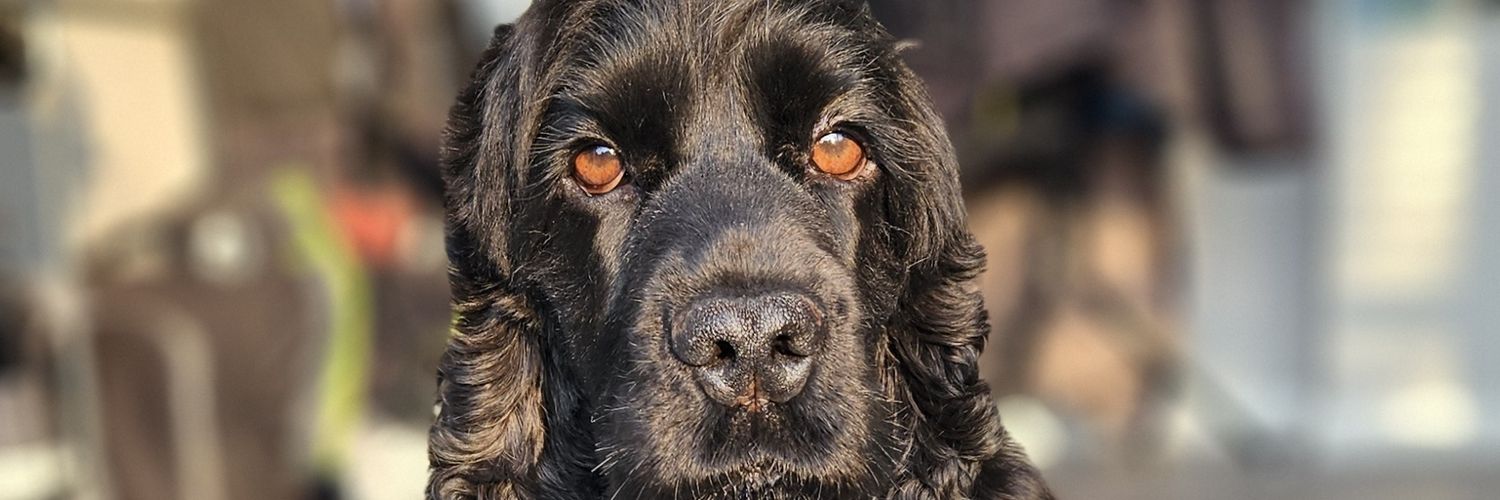 Jade Lawrence banner