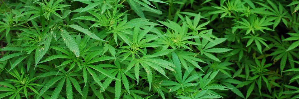 THC_Guide's profile banner image