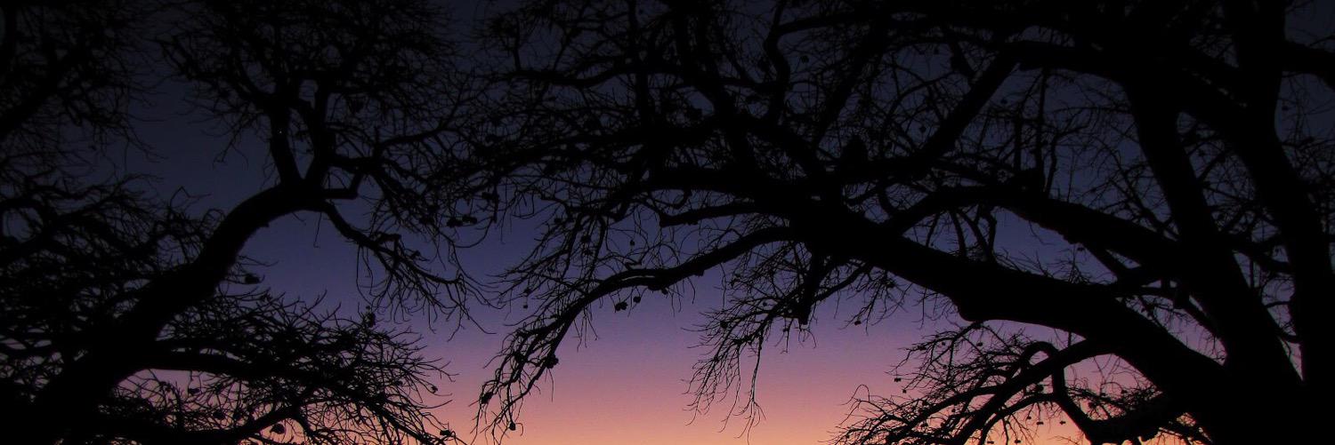 deliciousdolans's profile banner image