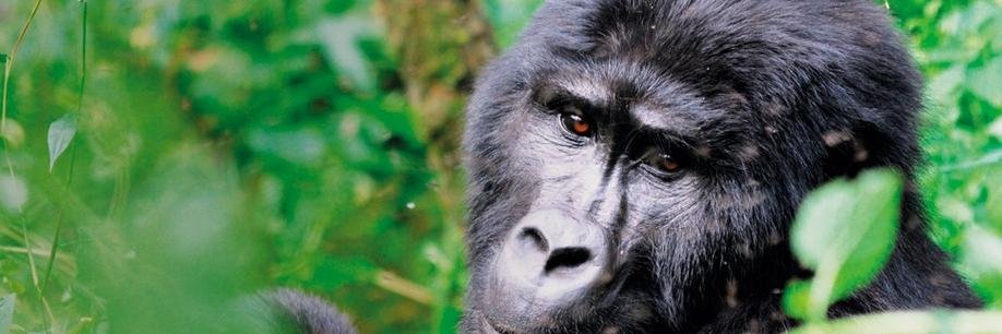 africasights's profile banner image