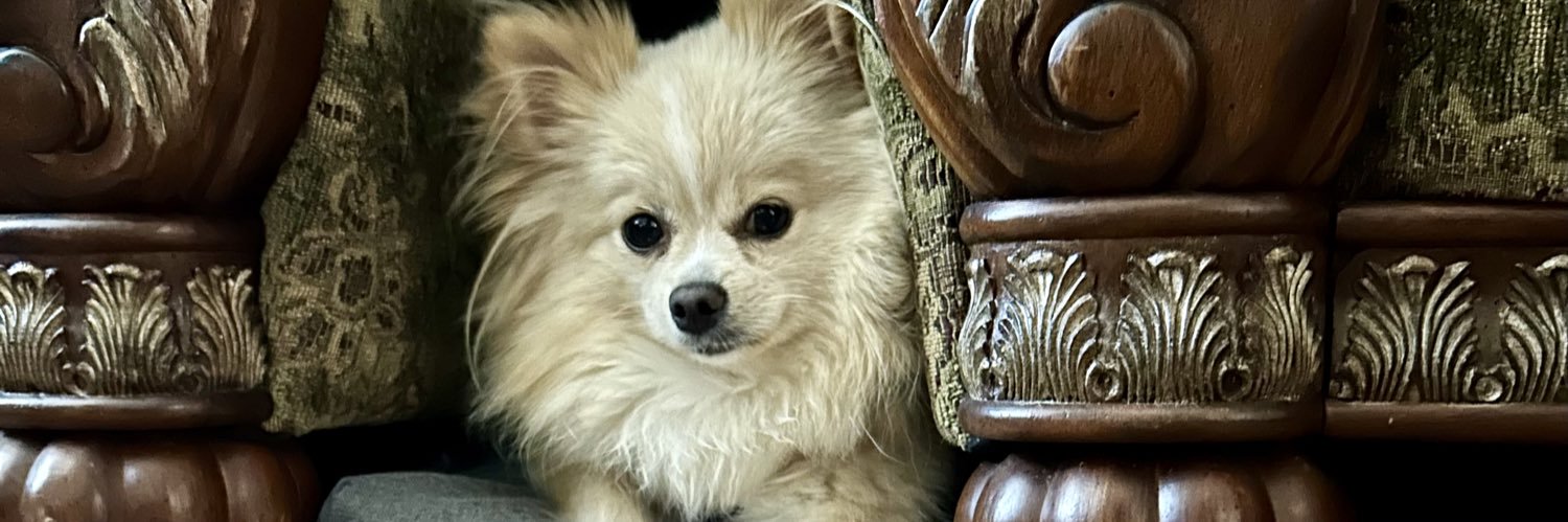 AngelNDisguize's profile banner image