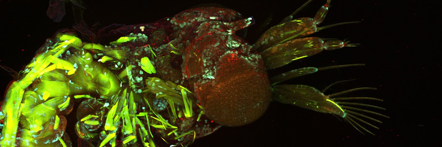 Caroline Pritchard banner