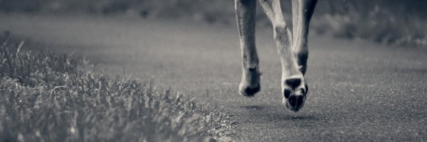 pull0verschwein Profile Banner