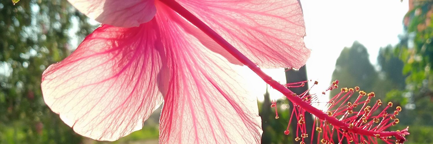 Ms_Kunga's profile banner image
