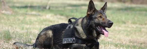 PAWStoppers's profile banner image