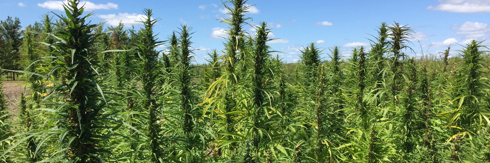 Kentucky Hemp Association (KYHA) banner