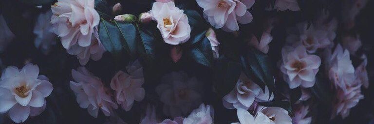 impossi_bear's profile banner image