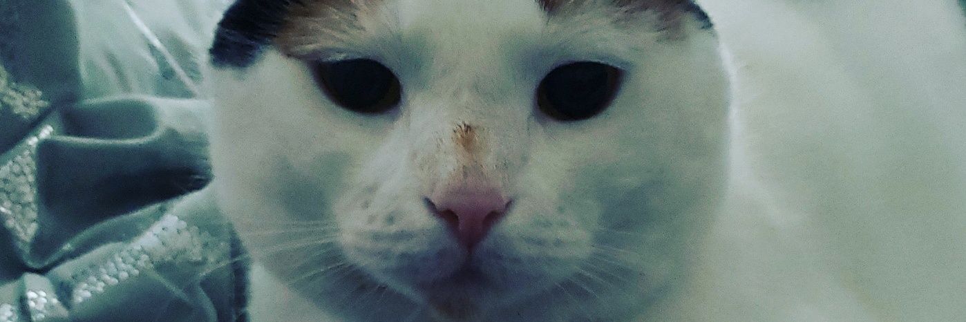 Spideymom1016's profile banner image