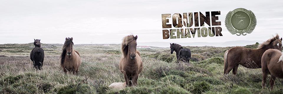 BehaviourEquine's profile banner image