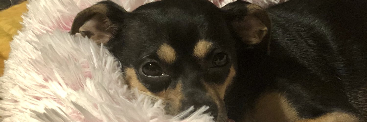 One Texas Dog Mom 🐾 banner