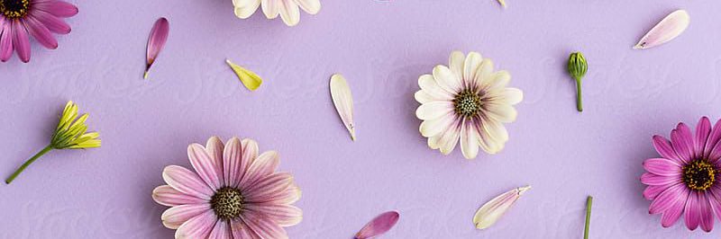 phoebelynn_'s profile banner image