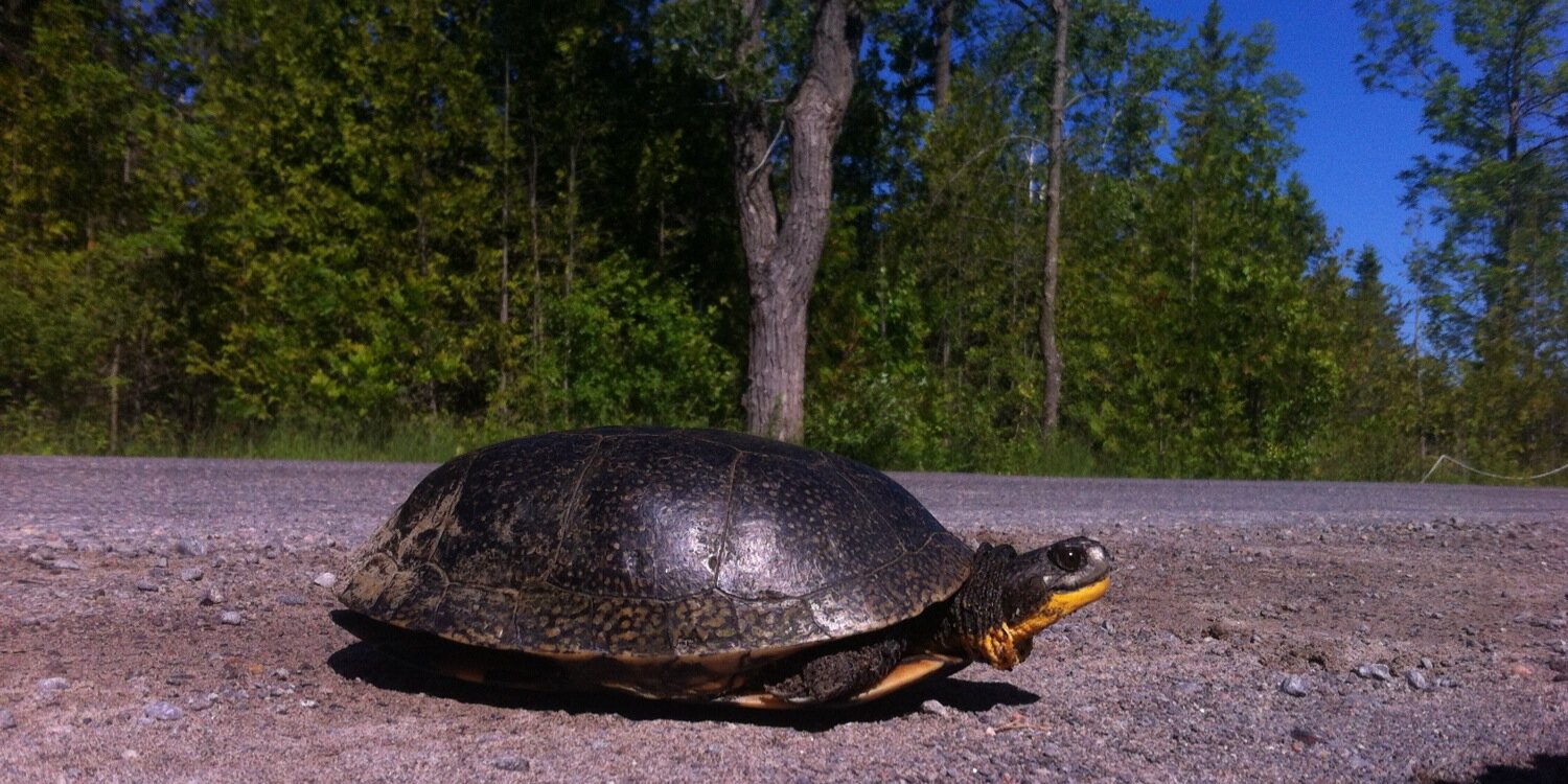 PQPTurtles's profile banner image